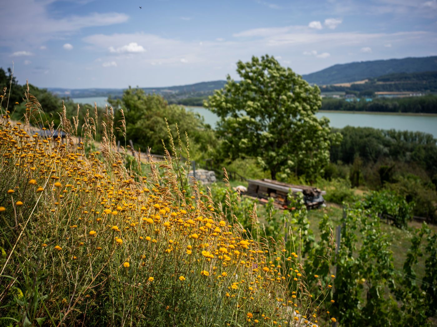 Aussicht vom Rindfleischberg auf die Donau
