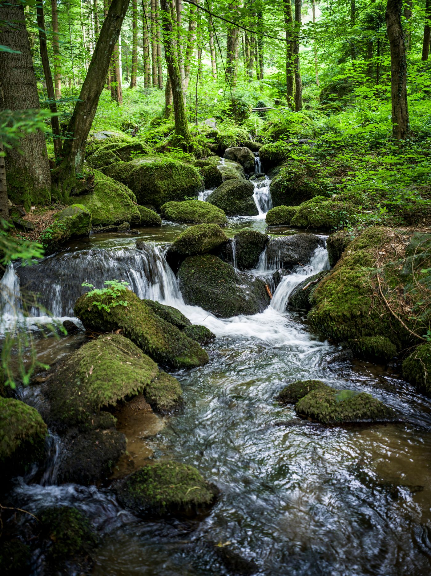 Wald und Bachlauf in der Steinbachklamm im Nibelungengau